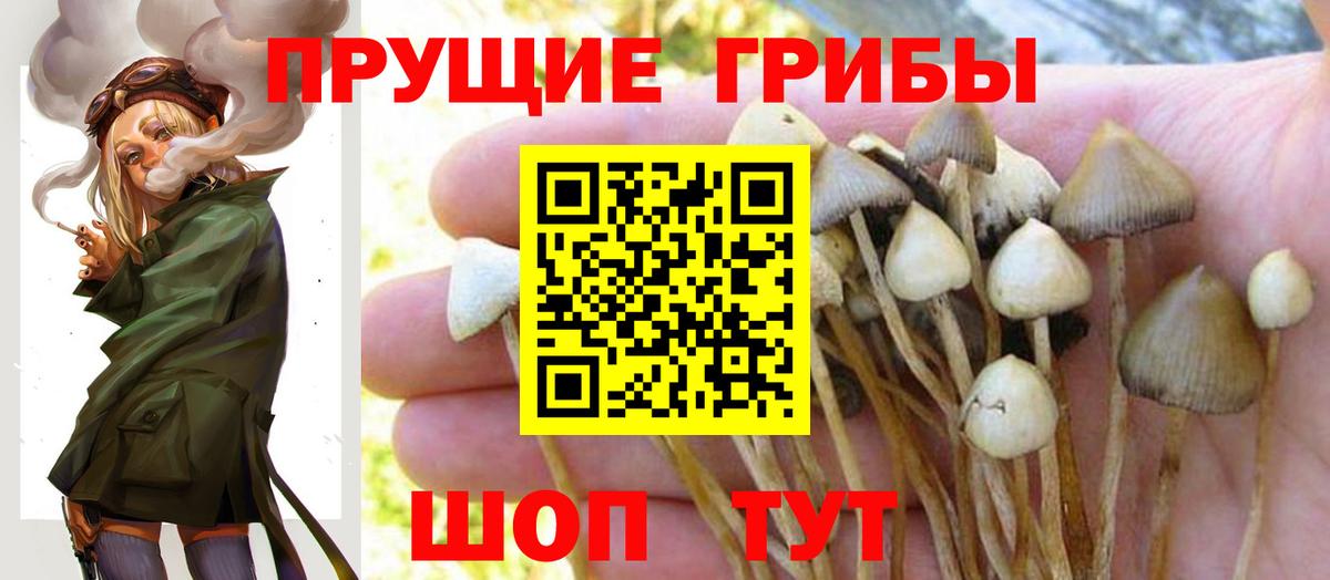 Псилоцибиновые грибы GOLDEN TEACHER Славянск-на-Кубани